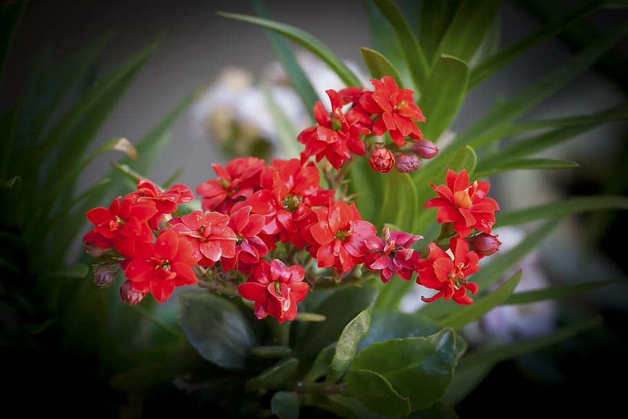 flower, garden, red, wet, leaves, colorful, nature, plant, petal HD wallpaper