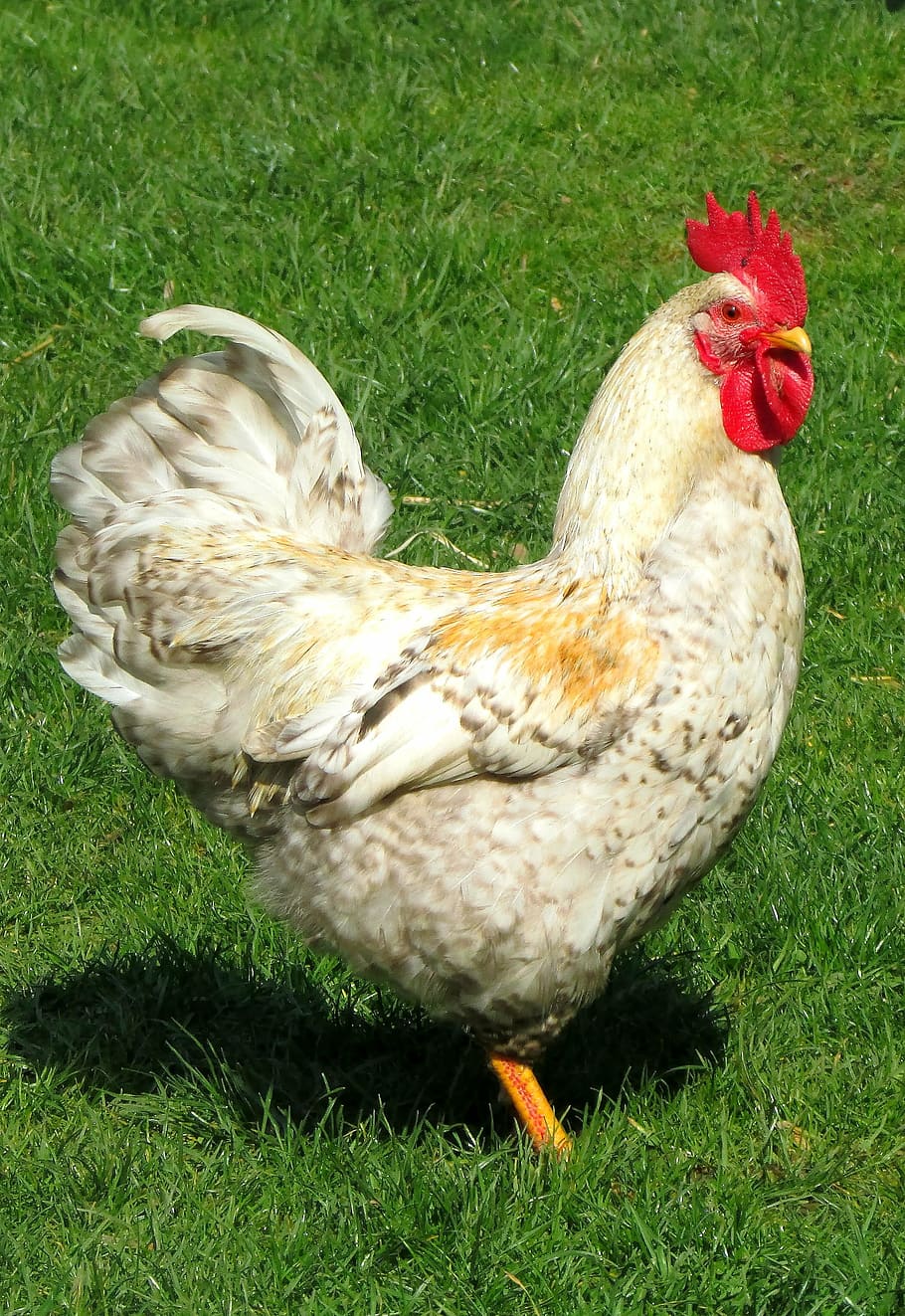 hahn, bird, poultry, feather, farm, gockel, animal, chicken HD wallpaper