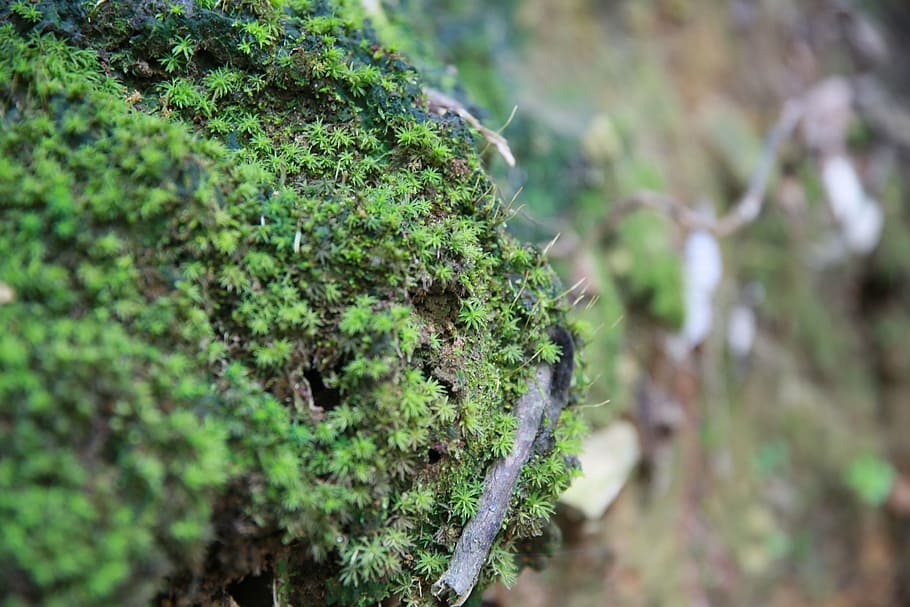 moss, stone, the scenery, plant, tree, growth, green color HD wallpaper