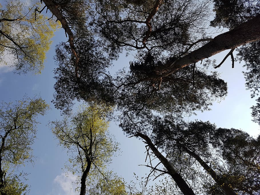 trees, crown, aesthetic, spring, nature, sky, blue, look up HD wallpaper