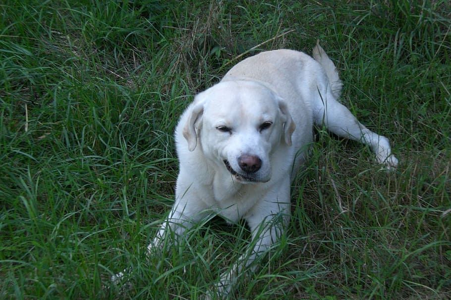 dog, labrador, white, one animal, canine, domestic, pets, mammal HD wallpaper