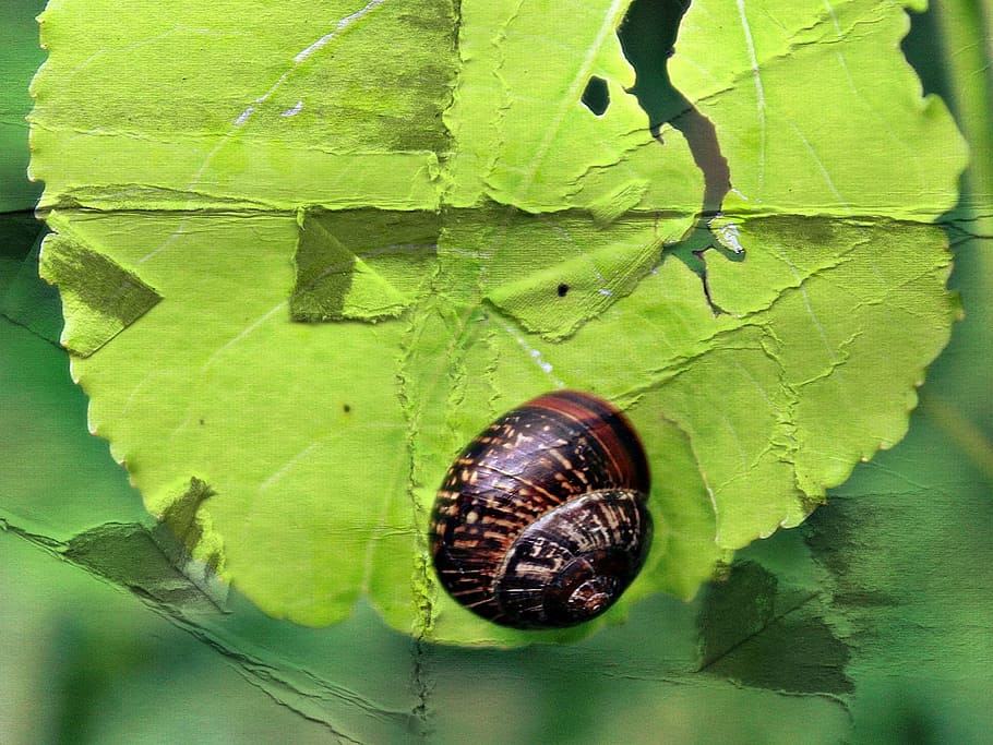 snail, leaf, nature, shell, green, animal, slowly, creature HD wallpaper
