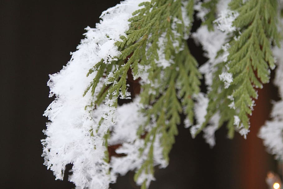 snowflake, pine, tree, tree branches, frozen, frost, wood, christmas, HD wallpaper