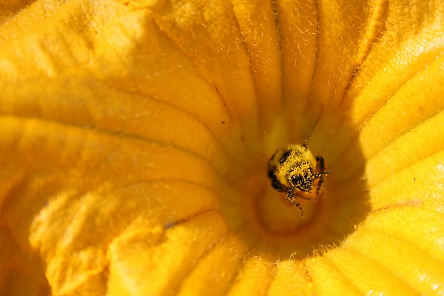 Flower, Bee, Insect, Pollen, Yellow, garden, summer, honey bee HD wallpaper
