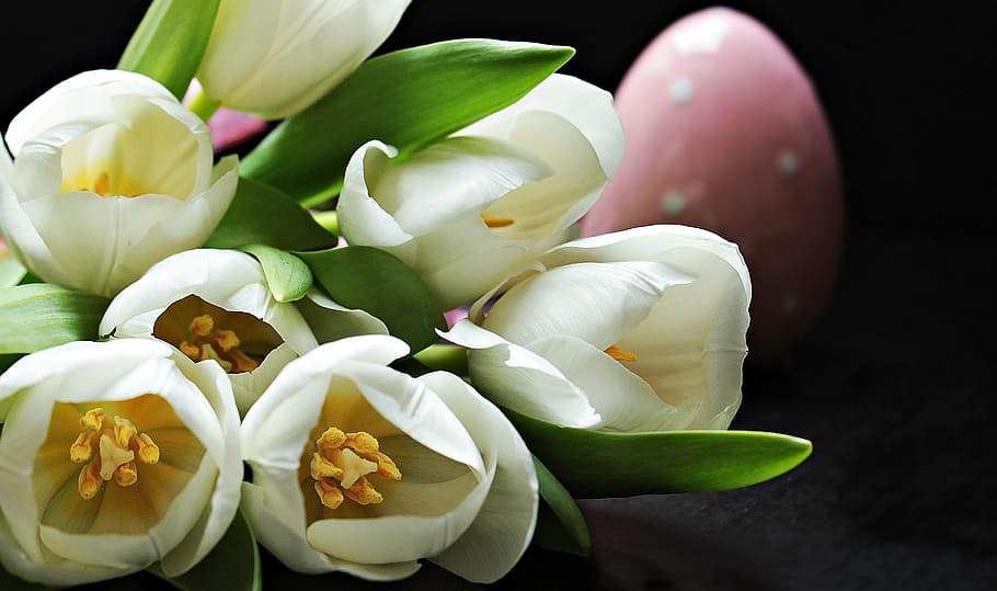micro lens photography of white flowers, tulips, tulipa, easter egg HD wallpaper