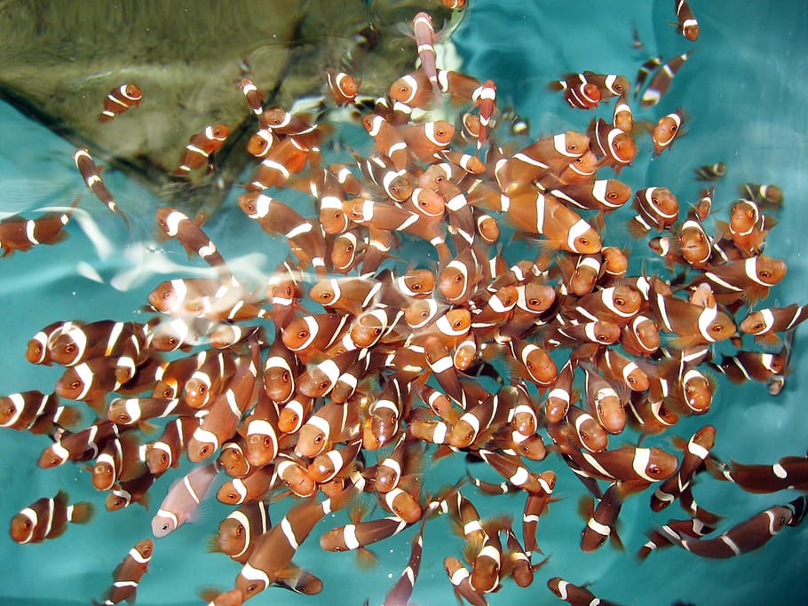 shoal of clown fish, tropical fish, water, large group of objects HD wallpaper