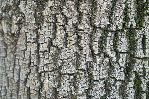 aba, surface, dirty, tree, texture, wood tissue, plant, nature HD wallpaper
