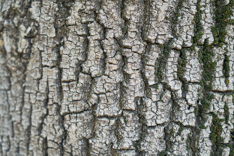 aba, surface, dirty, tree, texture, wood tissue, plant, nature HD wallpaper