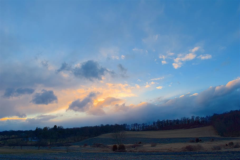 plant field during golden hour, sunset, sky, clouds, blue, landscape HD wallpaper