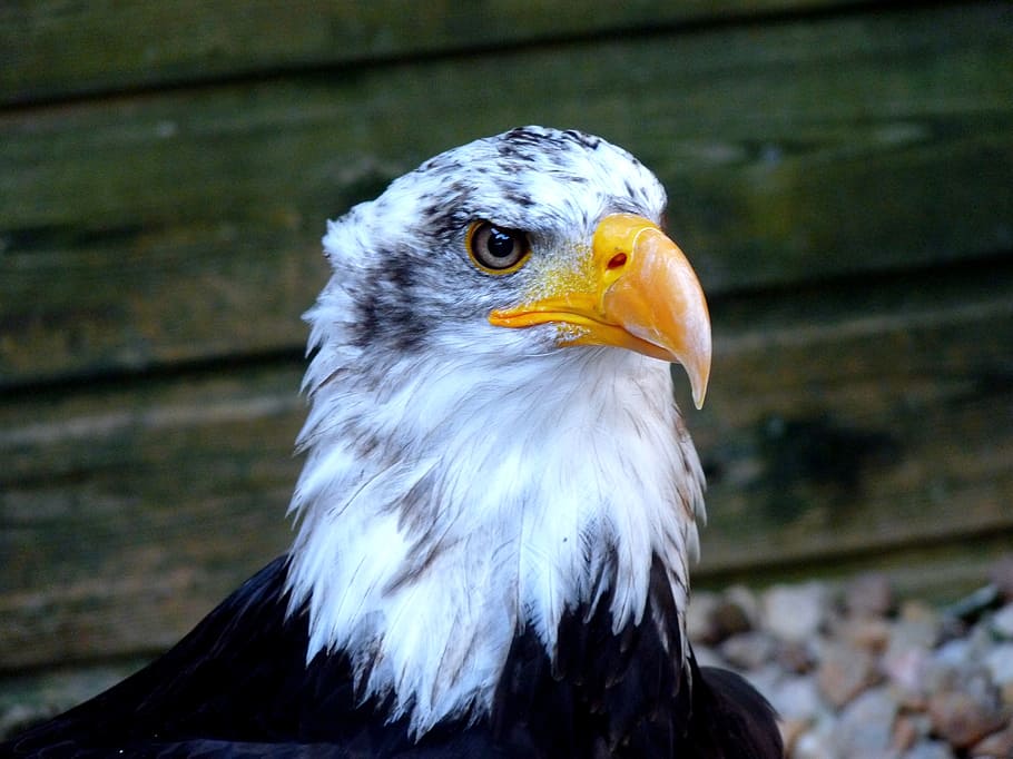 eagle, raptor, bird, animal themes, vertebrate, focus on foreground HD wallpaper