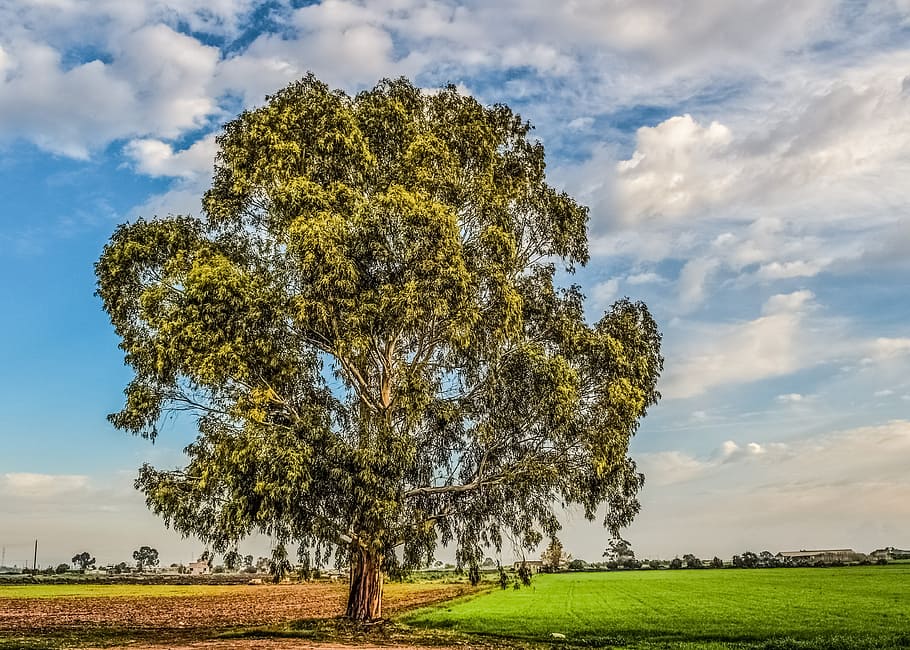 tree, fields, sky, clouds, nature, landscape, countryside, avgorou HD wallpaper