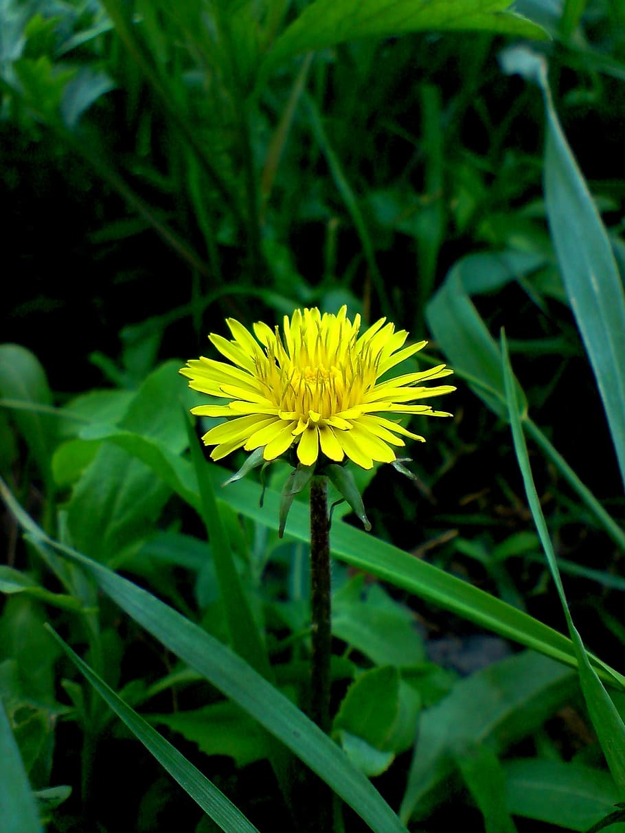 Dandelion, Spring, Yellow, green, flower, fragility, growth HD wallpaper