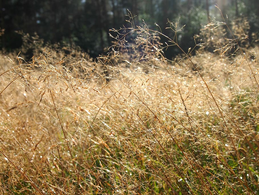 heide, grass, sun, sunlight, elves, meadow, plant, land, growth HD wallpaper