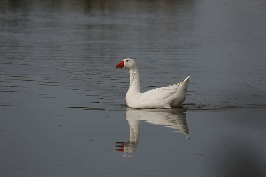 bird, waters, duck, puddle, poultry, water bird, goose, bill HD wallpaper