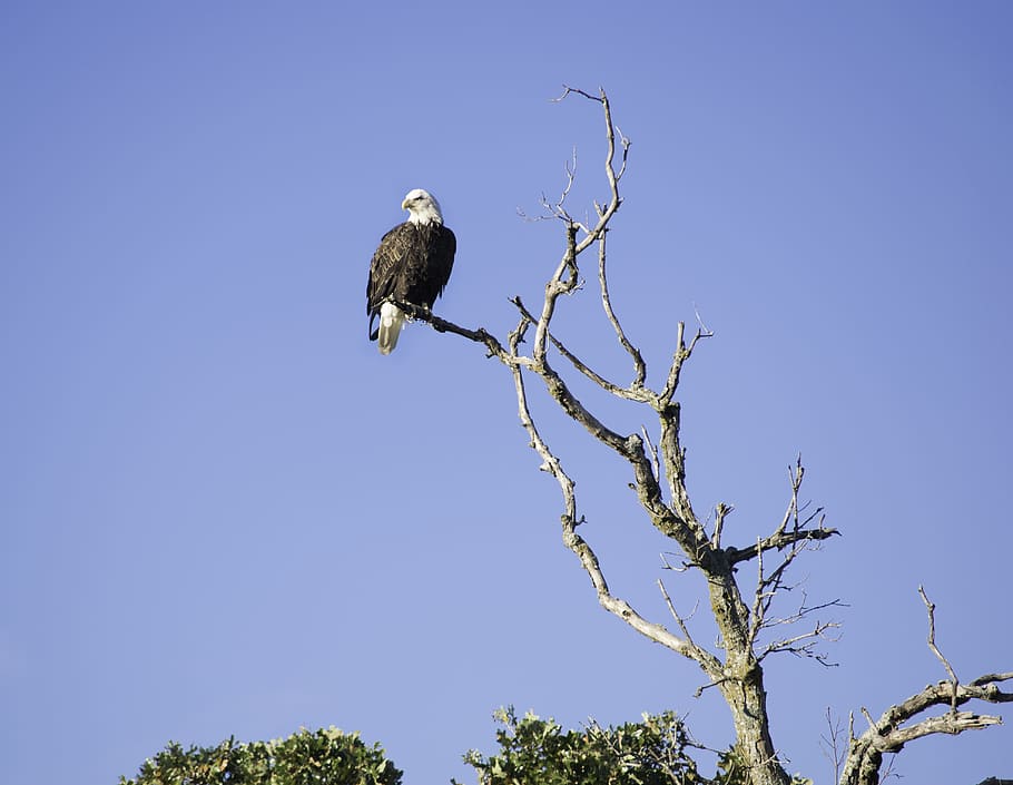 eagle, bird, animal, animals in the wild, animal themes, animal wildlife HD wallpaper