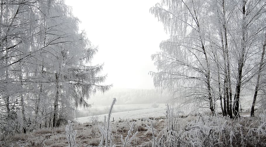 Winter, Landscape, View, Meadow, Rime, path, bush, snowy, nature HD wallpaper