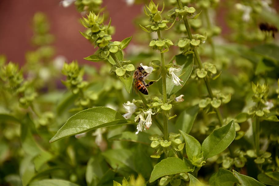bee, nature, basil, macro, spring, garden, environment, beautiful, HD wallpaper