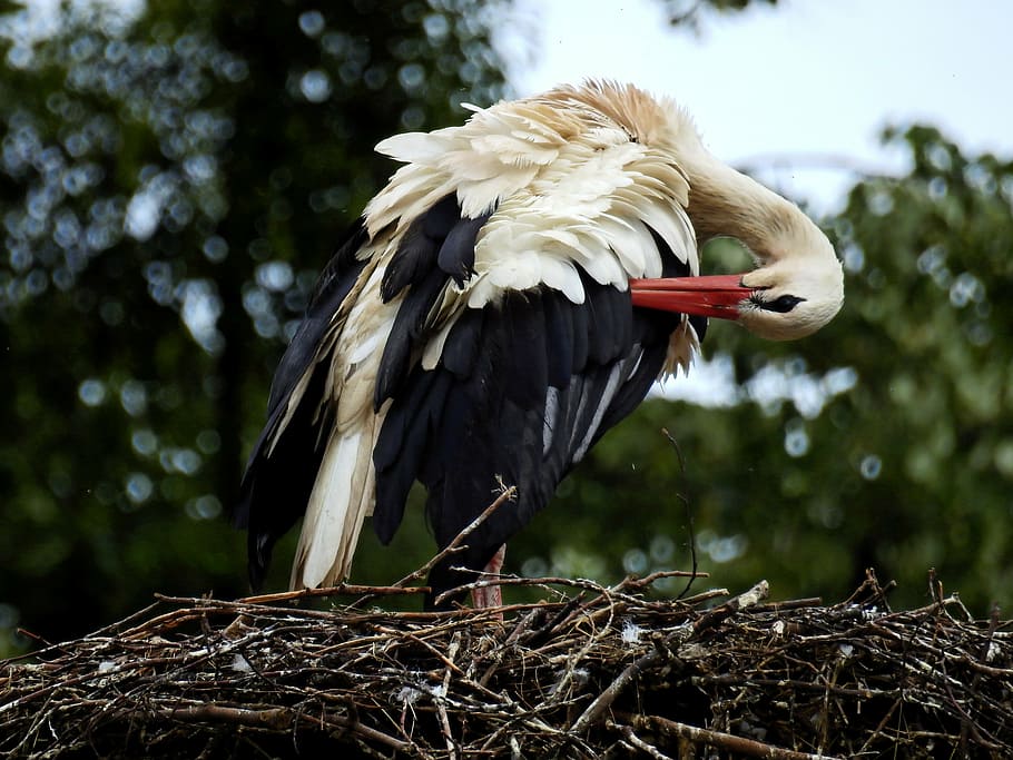 stork, bird, nest, storchennest, rattle stork, nature, white stork HD wallpaper