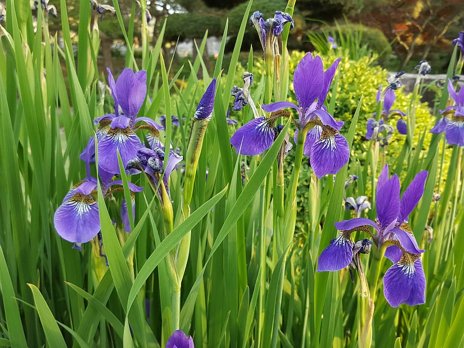 iris, spring, flowering plant, purple, beauty in nature, growth HD wallpaper
