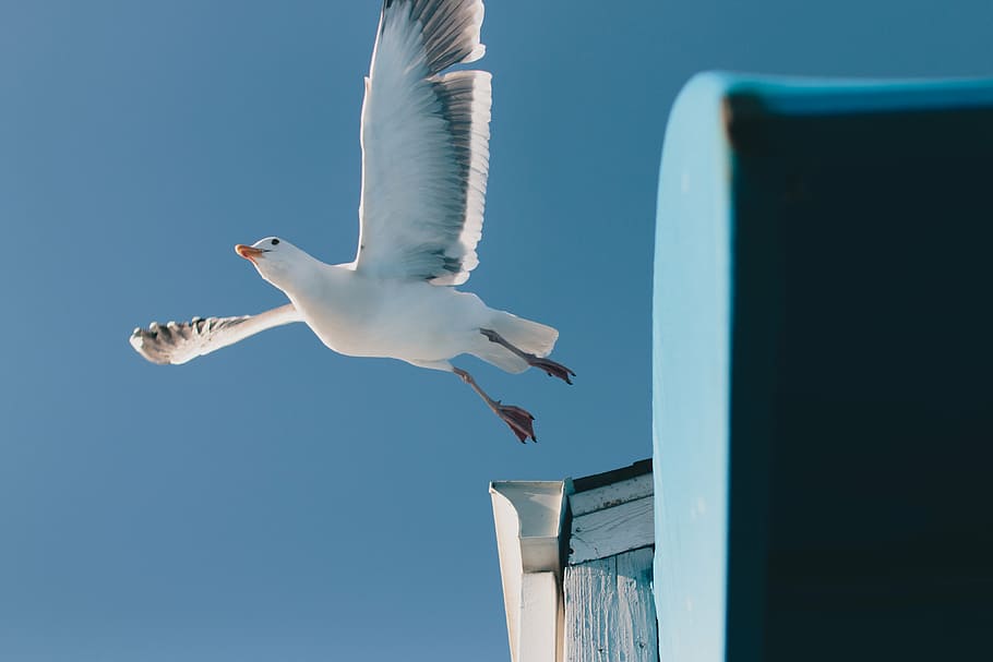 soaring white bird, seagull, animal, blue, sky, nature, daylight HD wallpaper
