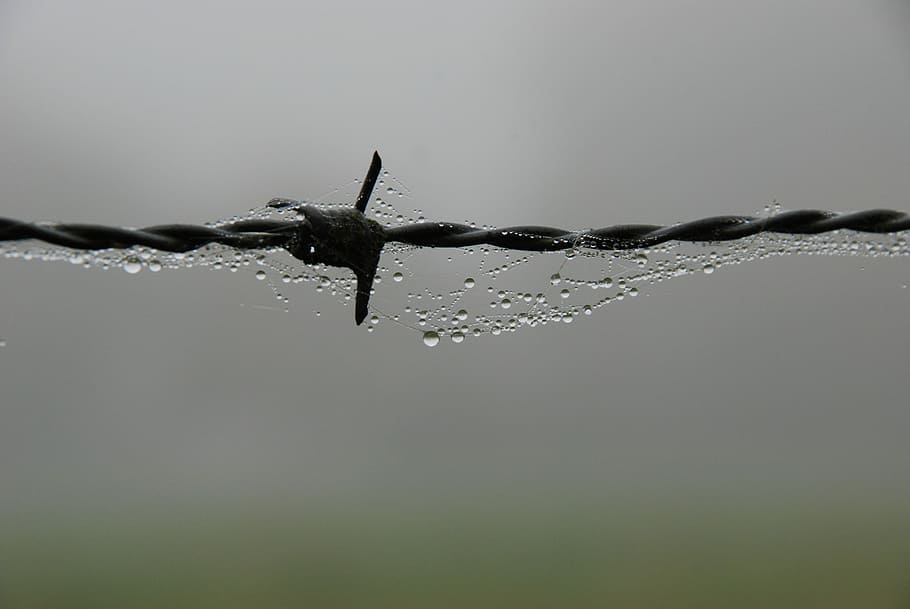 Fog, Mist, Wet, Dew, Drop, Water, rain, barbed wire, no people HD wallpaper