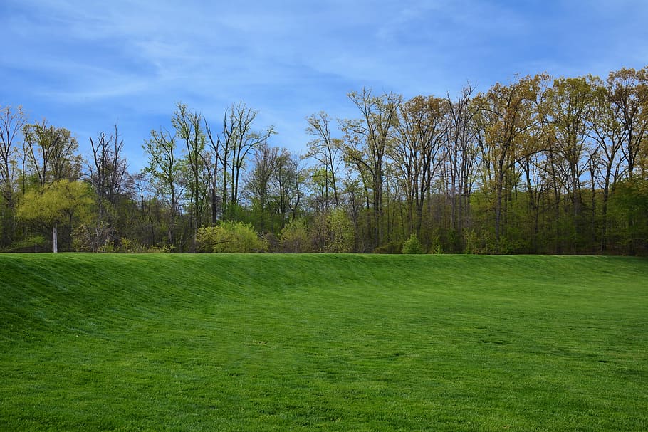 grass, landscape, tree, panoramic, nature, spring, plant, green color HD wallpaper