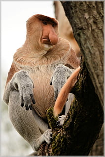 proboscis monkey, rare, wild, exotic, forest, jungle, species HD wallpaper