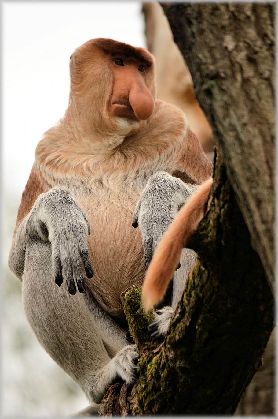 proboscis monkey wallpaper