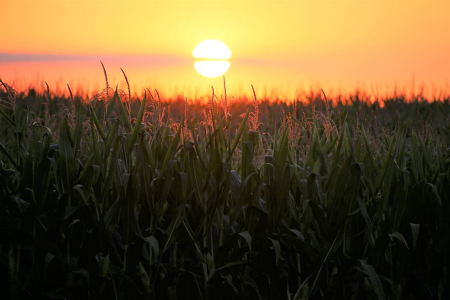corn, sunset, agriculture, field, landscape, summer, growing HD wallpaper