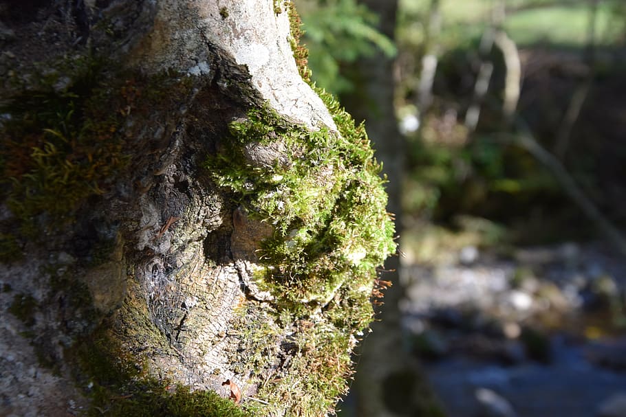 tree, moss, nature, tree trunk, plant, growth, day, focus on foreground HD wallpaper