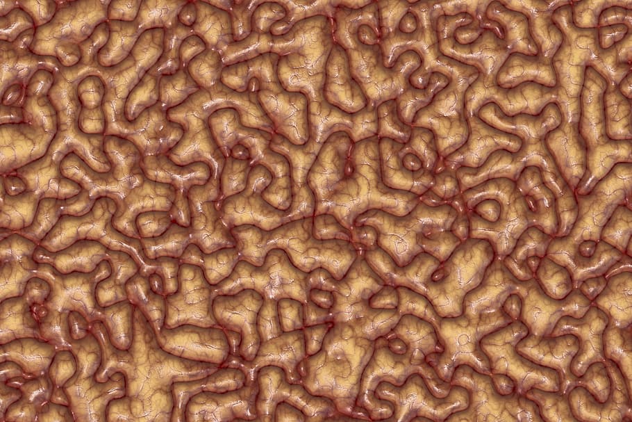 brain, mass, brain mass, coils, biology, abstract, cerebrum HD wallpaper