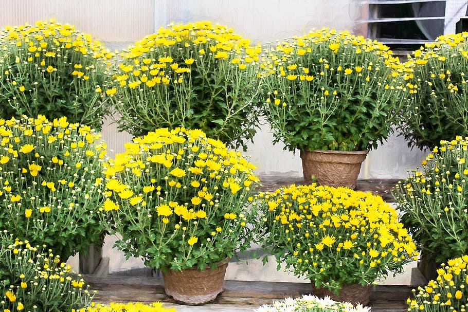 mums, yellow, fall, autumn, chrysanthemum, colorful, season HD wallpaper