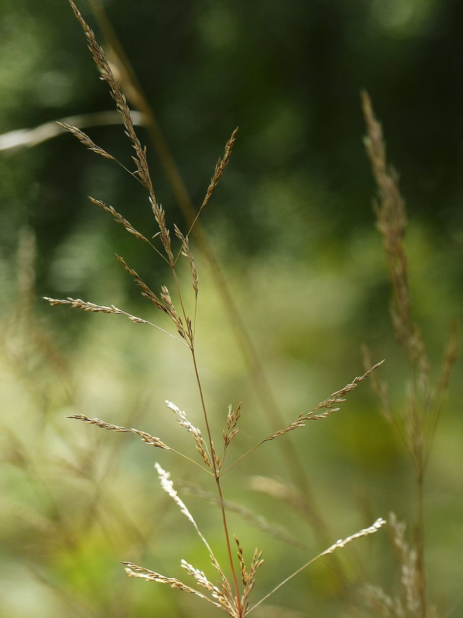 grass, meadow, macro, nature, outside, close-up, filigree, plants HD wallpaper