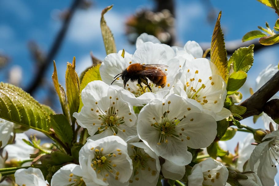 flower, tree, nature, flora, branch, blossom, petal, bee, flowering plant HD wallpaper