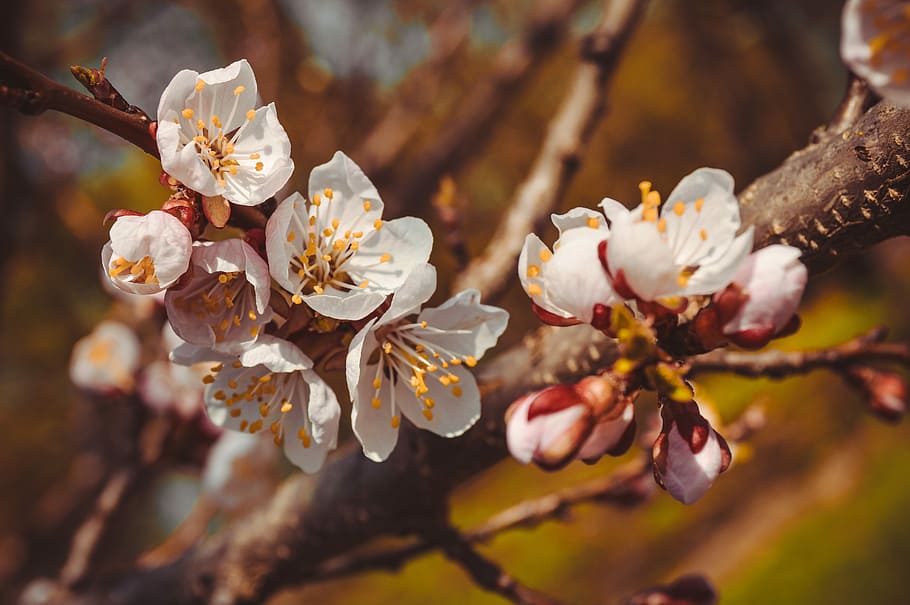 flower, tree, spring, flowering branch, flowering tree, sakura HD wallpaper