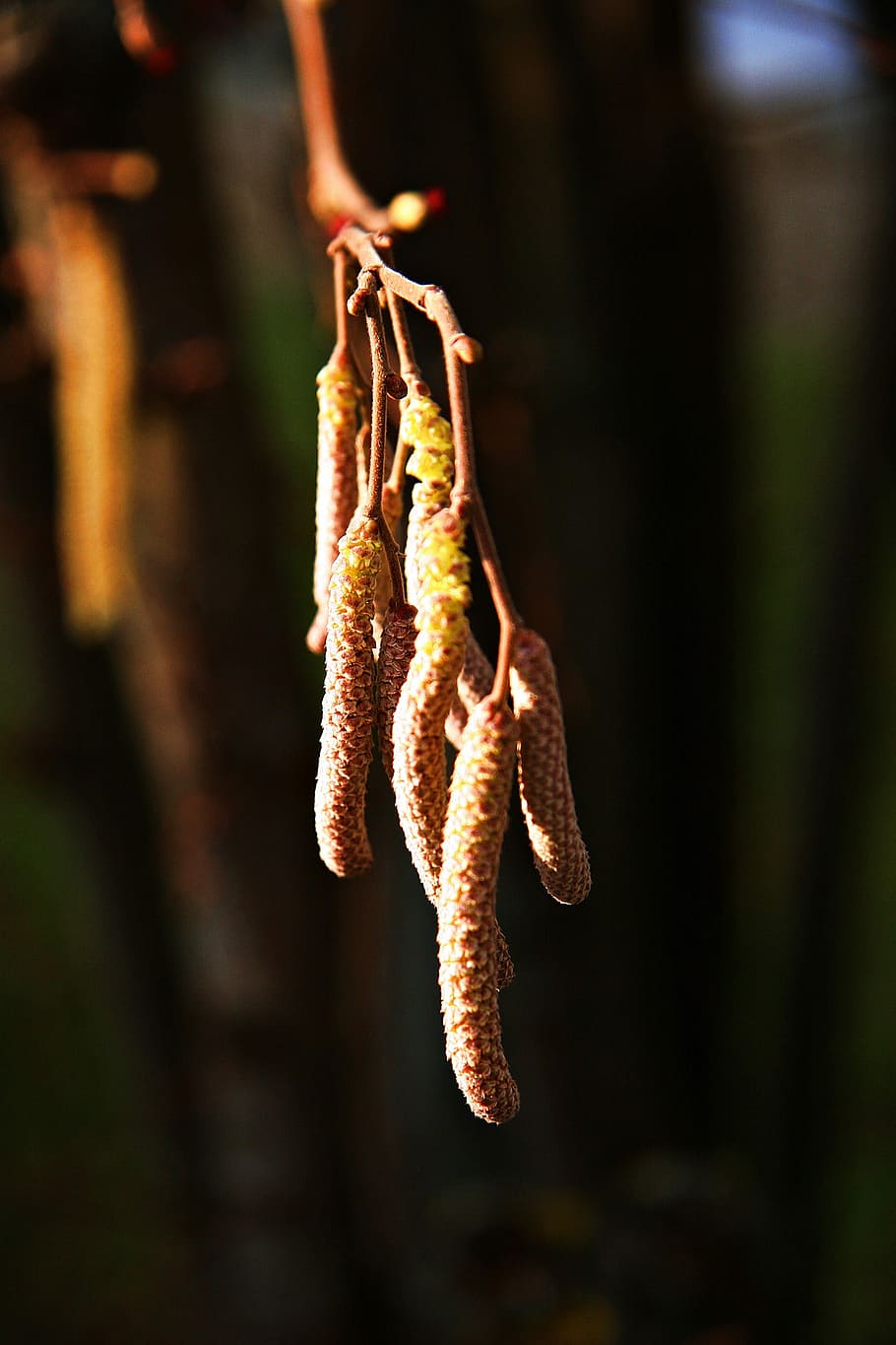 Hazel, Bush, Sun, Shadow, Branch, bud, hanging, focus on foreground HD wallpaper