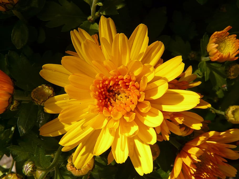 Aster, Flower, Bloom, herbstaster, blossom, ornamental plant HD wallpaper