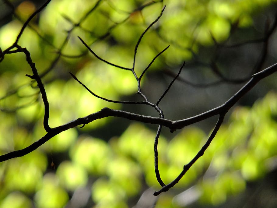 branches, nature, spring, forest, tree, fresh, plant, close-up HD wallpaper