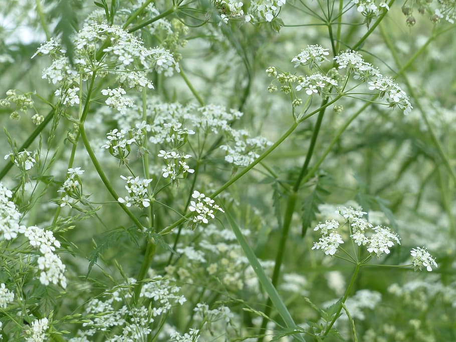 Cow Parsley, Blossom, Bloom, White, meadow, wild temulum, anthriscus sylvestris, HD wallpaper