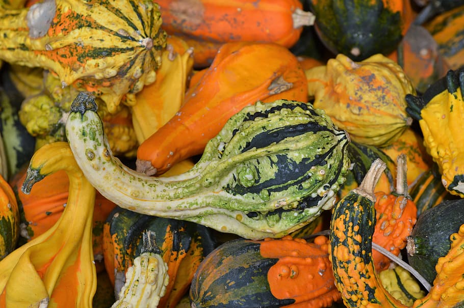 pumpkin, fruit, orange, autumn, cucurbita maxima, choose, large HD wallpaper