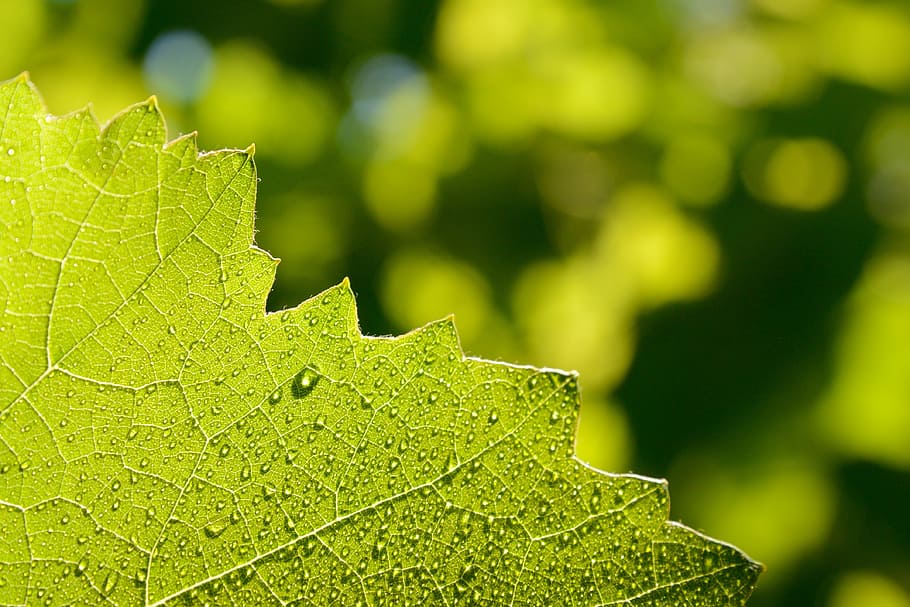 sheet, green, greens, drops, closeup, plants, juicy, green color HD wallpaper