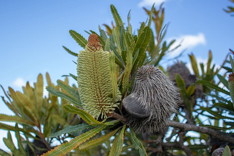 nature, tree, outdoors, flora, banksia, flower, plant, growth HD wallpaper