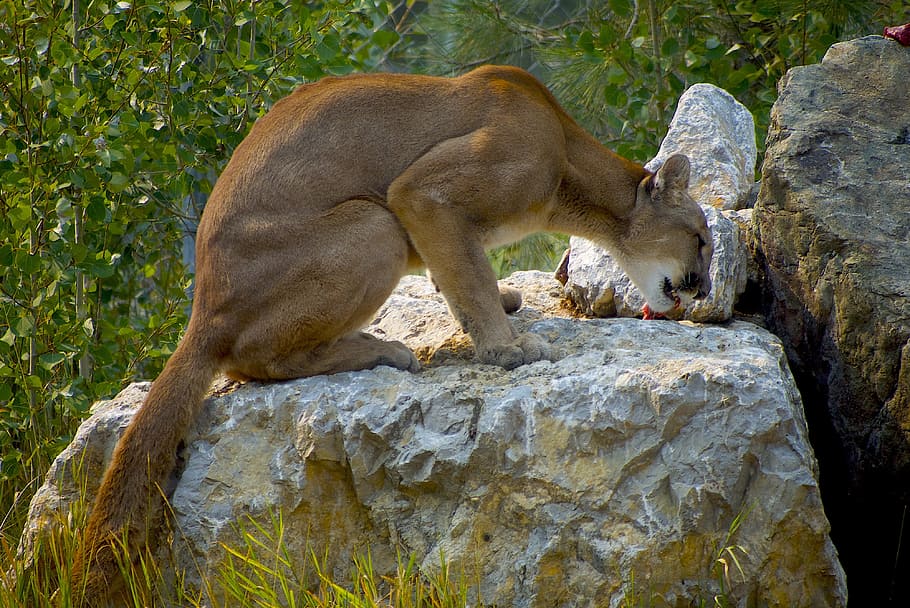 cougar, cat, puma, animal themes, rock, rock - object, solid HD wallpaper