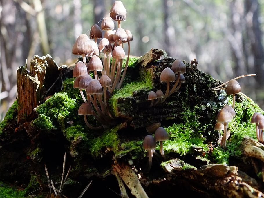 forest, mushrooms, log, macro, plant, tree, growth, fungus HD wallpaper