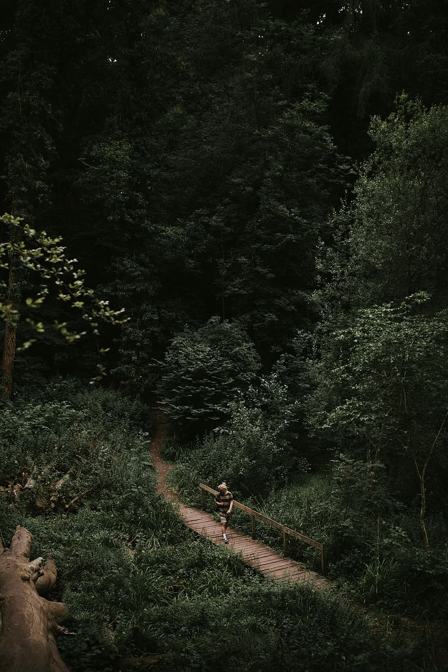 On a forest bridge, person walking on top of bridge, trail, tree HD wallpaper