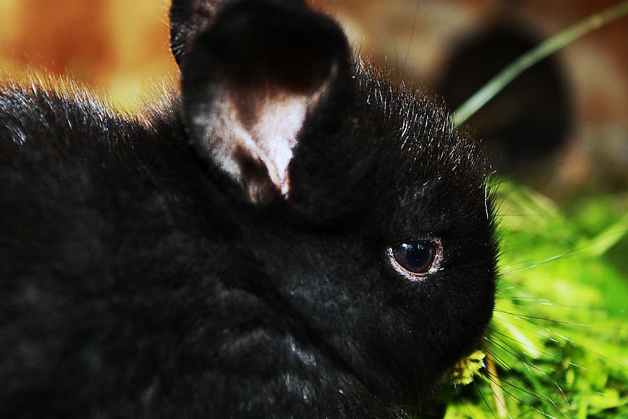 rabbit, cub, home, cute, black, one animal, animal themes, mammal HD wallpaper