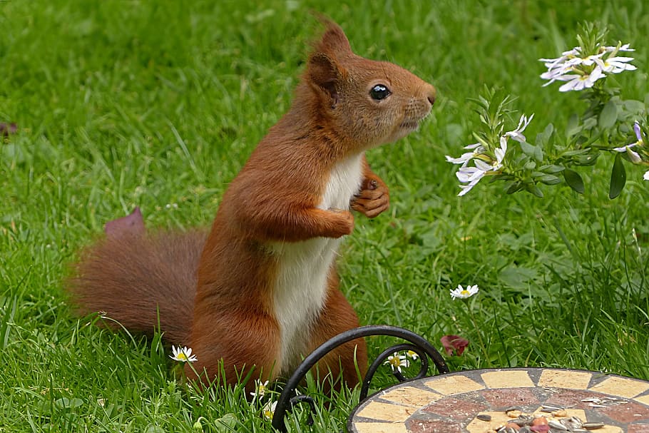 selective focus photograph of squirrel on grass, mammal, sciurus vulgaris major HD wallpaper