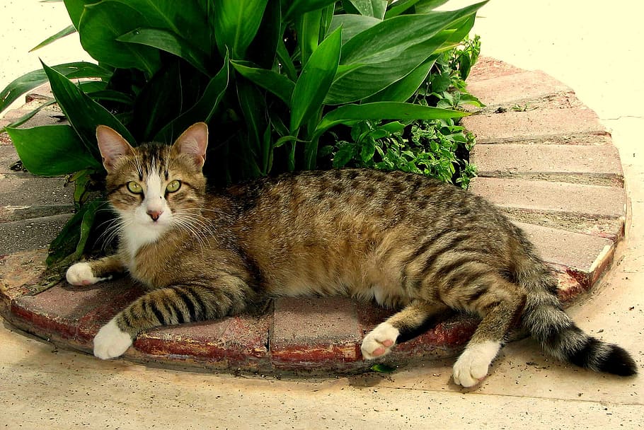 cat, mackerel, rest, doze, tiger cat, kitten, domestic, domestic cat HD wallpaper