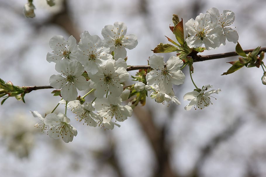 flower, cherry, branch, tree, plant, spring, flowering plant HD wallpaper