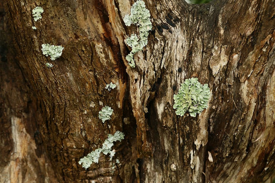 texture, tree, big tree, forest, log, natural, environment HD wallpaper